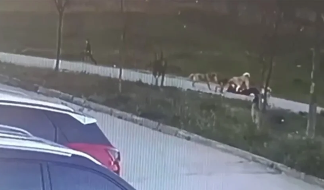 Bursa'da sahipsiz köpeklerin saldırdığı kişi ağır yaralandı