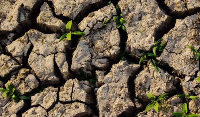 Fas’ta kuraklık sebebiyle tarım alanının yüzde 20'si ekilemeyecek