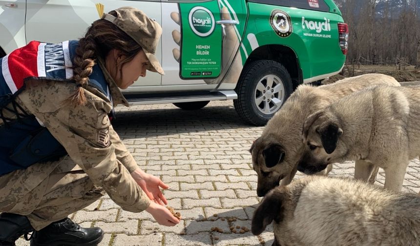 Tunceli'de jandarma sahipsiz hayvanlar için yemleme çalışması yaptı