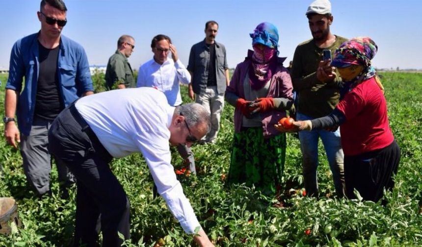 Diyarbakır'da domates hasadı