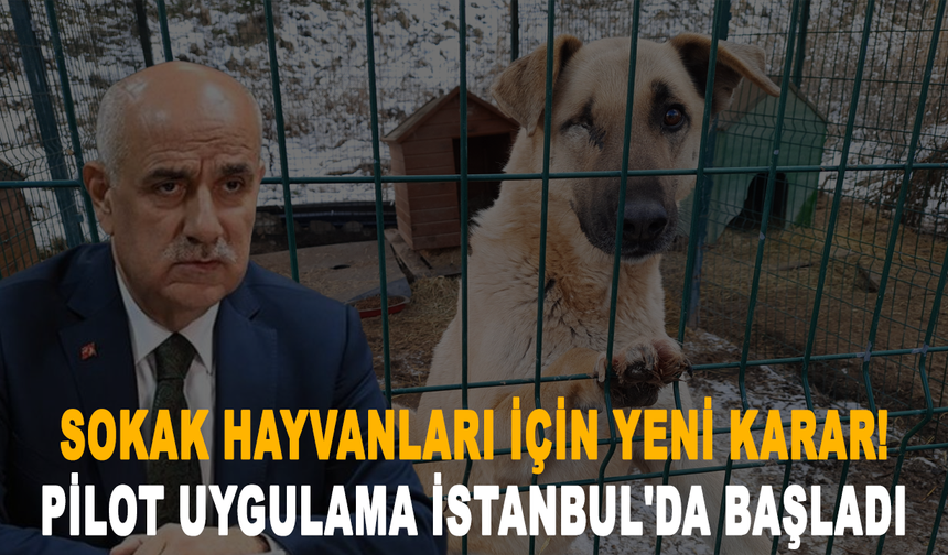 Sokak hayvanları için yeni karar! Pilot uygulama İstanbul'da başladı