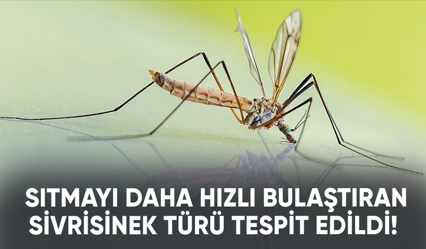 Sıtmayı daha hızlı bulaştıran sivrisinek türü tespit edildi!