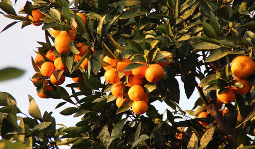 Osmaniye'de mandalinanın hasadı başladı!