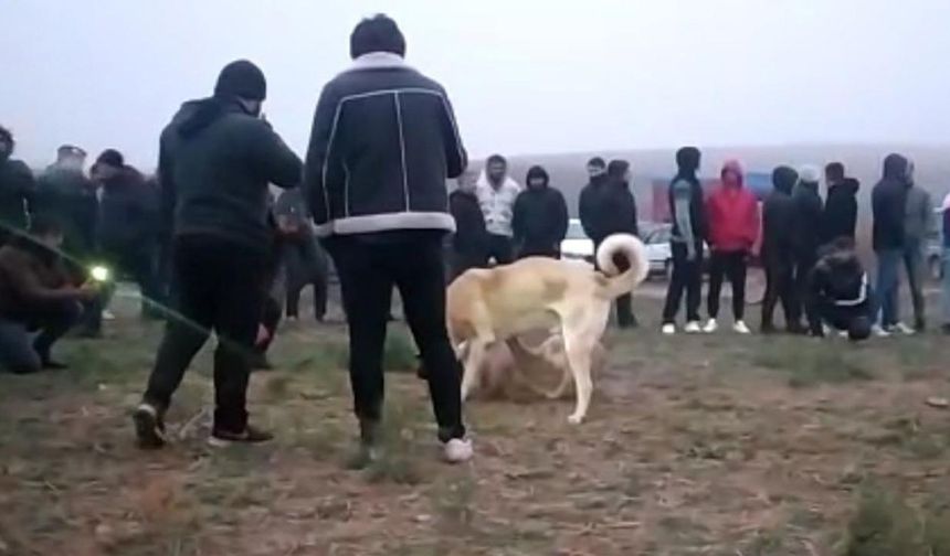 Kahramanmaraş'ta köpek dövüştüren 12 kişiye 83 bin 400 lira ceza