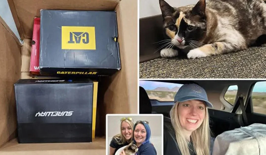İade edilen kargo paketine gizlice giren kedi, binlerce kilometre seyahat etti