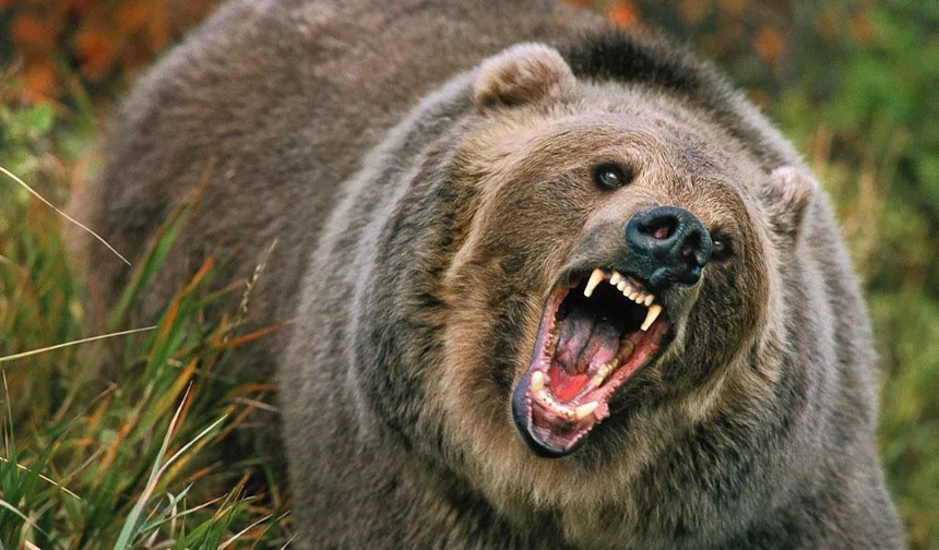 Yiyecek arayan ayılar evlere saldırdı!