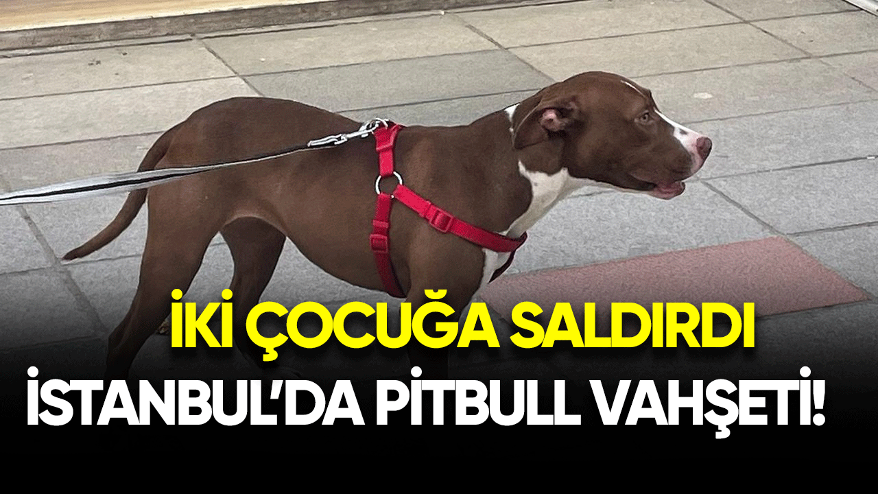 İstanbul'da Pitbull vahşeti! İki çocuğa saldırdı