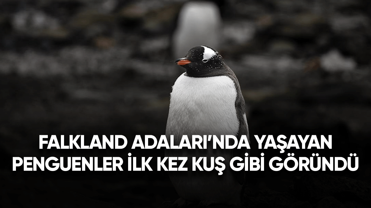 Falkland Adaları'nda yaşayan penguenler ilk kez kuş gribi görüldü